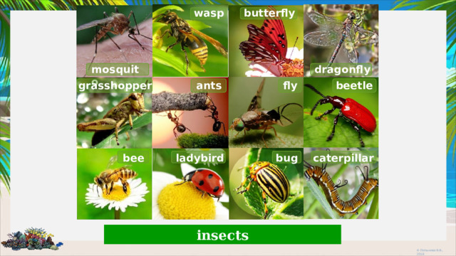 butterfly wasp mosquito dragonfly fly ants beetle grasshopper bug caterpillar ladybird bee insects