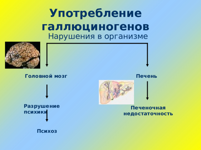 Употребление галлюциногенов Нарушения в организме Головной мозг Печень Разрушение психики Печеночная недостаточность Психоз