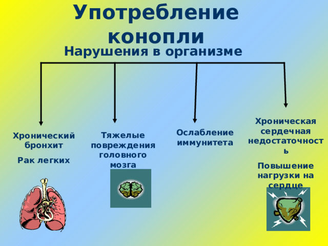 Употребление конопли Нарушения в организме Хроническая сердечная недостаточность Повышение нагрузки на сердце Ослабление иммунитета Тяжелые повреждения головного мозга Хронический бронхит Рак легких