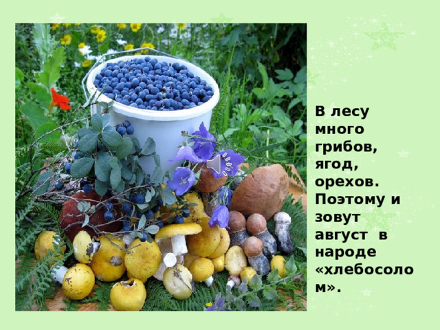В лесу много грибов, ягод, орехов. Поэтому и зовут август в народе «хлебосолом».