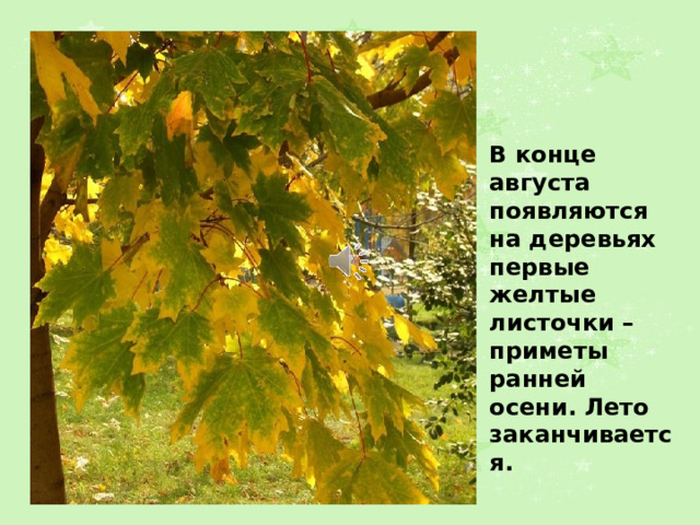 В конце августа появляются на деревьях первые желтые листочки – приметы ранней осени. Лето заканчивается.