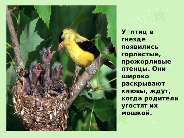 У птиц в гнезде появились горластые, прожорливые птенцы. Они широко раскрывают клювы, ждут, когда родители угостят их мошкой.