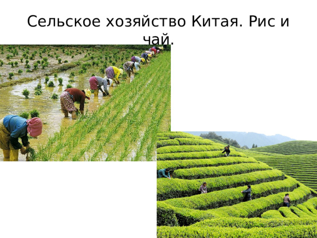 Сельское хозяйство Китая. Рис и чай.