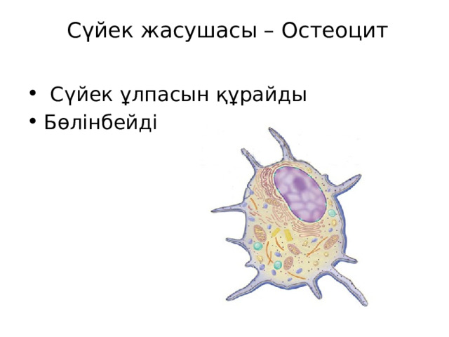 Сүйек жасушасы – Остеоцит