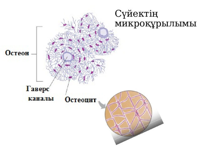 Сүйектің микроқұрылымы