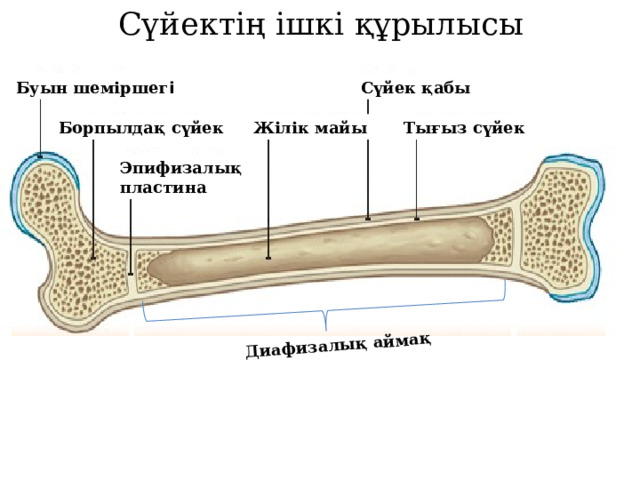 Сүйектің ішкі құрылысы Диафизалық аймақ Сүйек қабы Буын шеміршег і Борпылдақ сүйек Жілік майы Тығыз сүйек Эпифизалық пластина