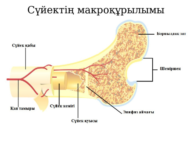 Сүйектің макроқұрылымы