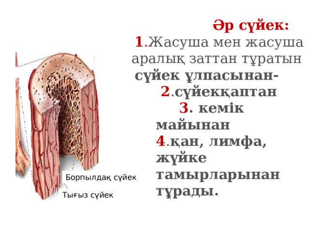 Әр сүйек: 1 . Жасуша мен жасуша аралық заттан тұратын сүйек ұлпасынан- 2 . сүйекқаптан   3 . кемік майынан  4 . қан, лимфа, жүйке тамырларынан тұрады. Борпылдақ сүйек Тығыз сүйек