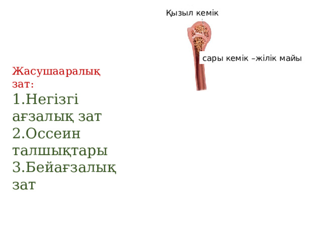 Қызыл кемік сары кемік –жілік майы Жасушааралық зат: 1.Негізгі ағзалық зат 2.Оссеин талшықтары 3.Бейағзалық зат