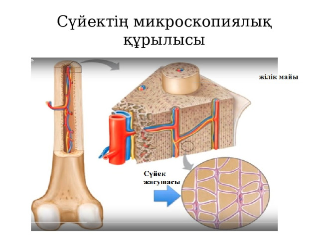 Сүйектің микроскопиялық құрылысы