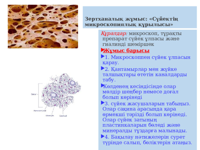 Зертханалық жұмыс: «Сүйектің микроскопиялық құрылысы» Құралдар : микроскоп, тұрақты препарат сүйек ұлпасы және гиалинді шеміршек