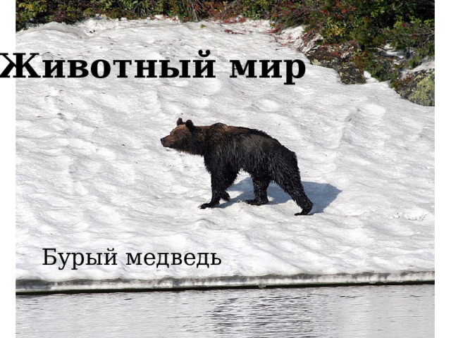 Животный мир Бурый медведь