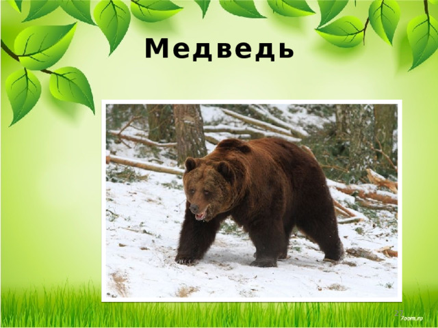 Медведь