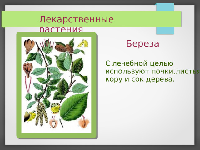 Лекарственные растения Береза С лечебной целью используют почки,листья, кору и сок дерева.