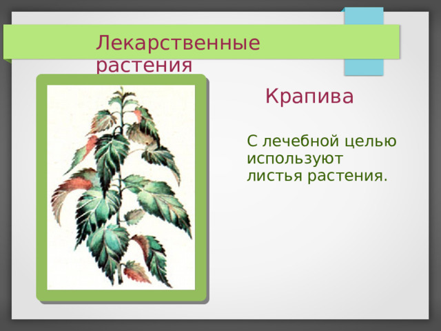 Лекарственные растения Крапива С лечебной целью используют листья растения.