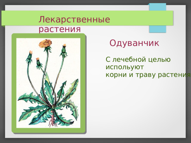 Лекарственные растения Одуванчик С лечебной целью испольуют корни и траву растения.