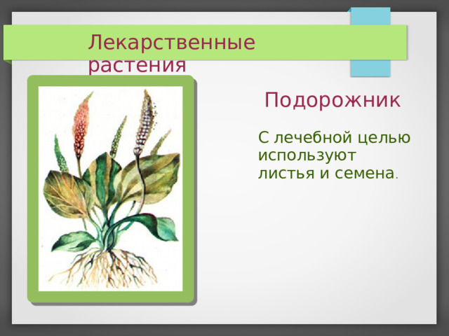 Лекарственные растения Подорожник  С лечебной целью  используют  листья и семена .