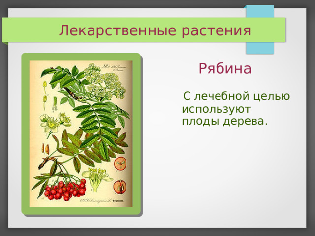 Лекарственные растения Рябина  С лечебной целью  используют  плоды дерева.