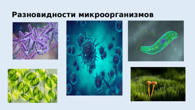 Разновидности микроорганизмов