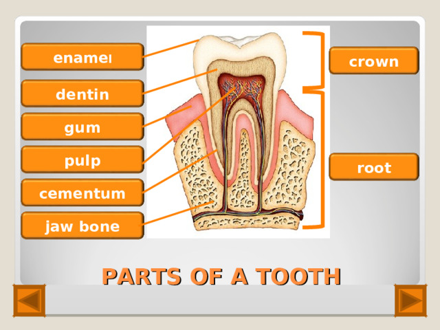 ename l crown dentin gum pulp root cementum jaw bone PARTS OF A TOOTH