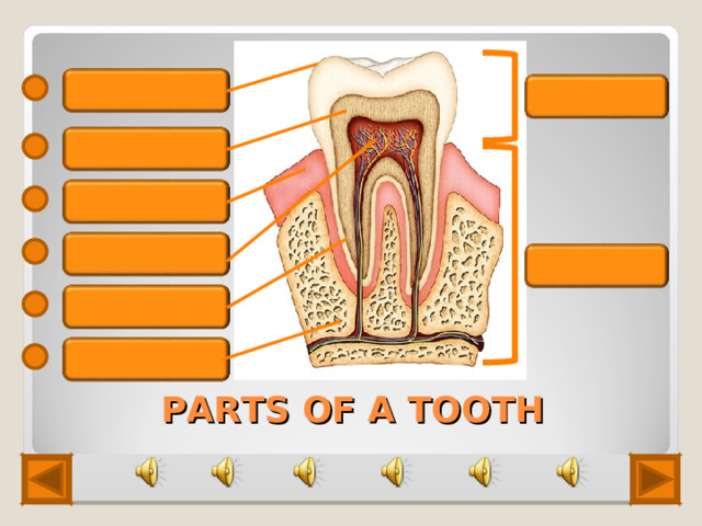 e namel crown d e ntin gum pulp root cementum jaw bone PARTS OF A TOOTH 5