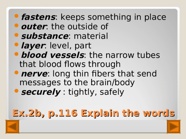 fastens : keeps something in place outer : the outside of substance : material layer : level, part blood vessels : the narrow tubes that blood flows through nerve : long thin fibers that send messages to the brain/body securely : tightly, safely