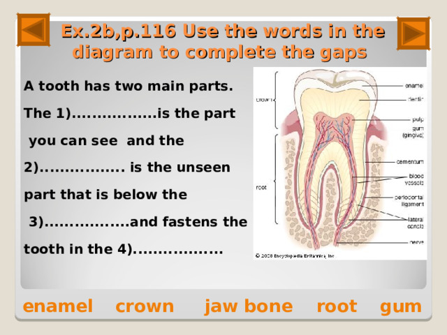 Ex.2b,p.116 Use the words in the diagram to complete the gaps A tooth has two main parts. The 1).................is the part  you can see and the 2)................. is the unseen part that is below the  3).................and fastens the tooth in the 4)..................  enamel jaw bone root gum crown