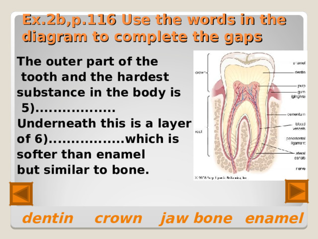 Ex.2b,p.116 Use the words in the diagram to complete the gaps The outer part of the  tooth and the hardest substance in the body is  5).................. Underneath this is a layer of 6).................which is  softer than enamel but similar to bone.   dentin  crown  jaw bone  enamel