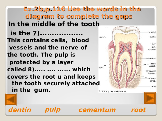 Ex.2b,p.116 Use the words in the diagram to complete the gaps In the middle of the tooth  is the 7).................. This contains cells, blood  vessels and the nerve of the tooth. The pulp is  protected by a layer called 8)..... .... ...... which covers the root u and keeps the tooth securely attached in the gum.   pulp  dentin  cementum  root