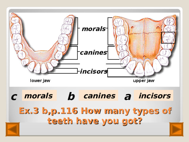 Презентация spotlight 10 teeth