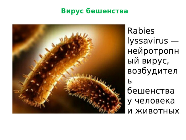 Вирус бешенства Rabies lyssavirus — нейротропный вирус, возбудитель бешенства у человека и животных