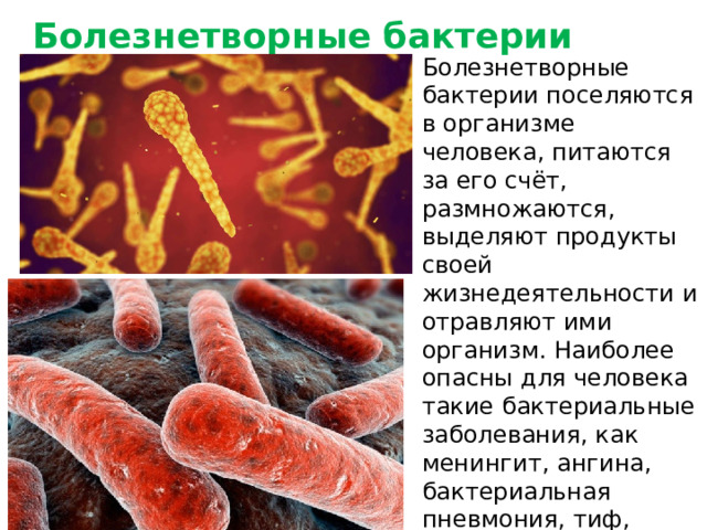 Болезнетворные бактерии Болезнетворные бактерии поселяются в организме человека, питаются за его счёт, размножаются, выделяют продукты своей жизнедеятельности и отравляют ими организм. Наиболее опасны для человека такие бактериальные заболевания, как менингит, ангина, бактериальная пневмония, тиф, туберкулёз, столбняк, холера, дифтерия. (Столбняк.Палочка Коха)