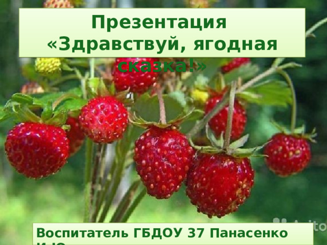 Презентация «Здравствуй, ягодная сказка!» Воспитатель ГБДОУ 37 Панасенко И.Ю.