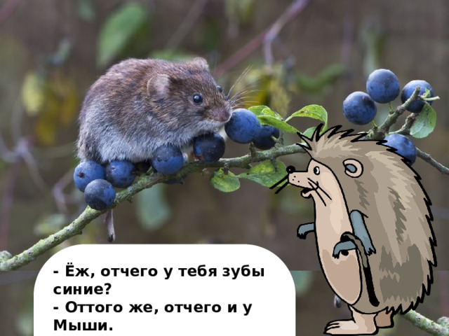 - Ёж, отчего у тебя зубы синие? - Оттого же, отчего и у Мыши. - Мышь, отчего у тебя зубы синие? - Не видишь разве - чернику ем!