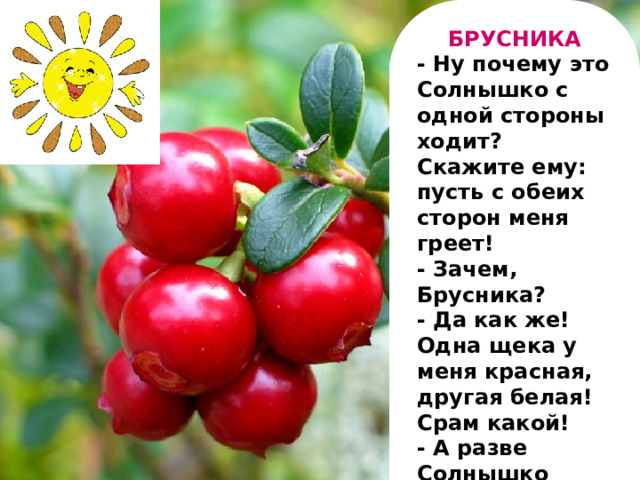 БРУСНИКА - Ну почему это Солнышко с одной стороны ходит? Скажите ему: пусть с обеих сторон меня греет! - Зачем, Брусника? - Да как же! Одна щека у меня красная, другая белая! Срам какой! - А разве Солнышко виновато? - Конечно! Кому из нас легче повернуться-то?!