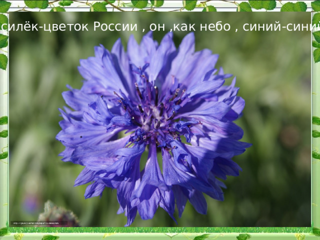 Василёк-цветок России , он ,как небо , синий-синий