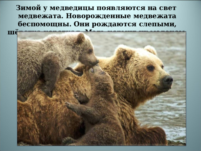 Зимой у медведицы появляются на свет медвежата. Новорожденные медвежата беспомощны. Они рождаются слепыми, шёрстка короткая. Мать кормит их молоком.