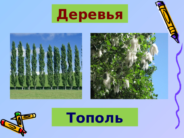 Деревья Тополь