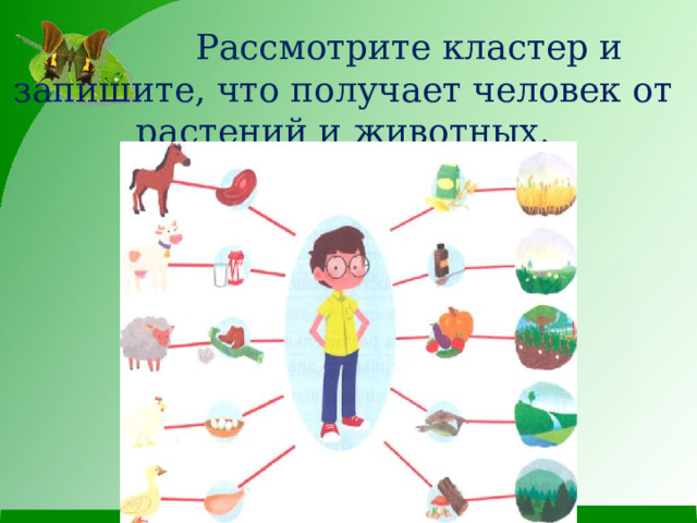 Рассмотрите кластер и запишите, что получает человек от растений и животных.