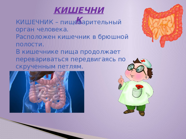 КИШЕЧНИК КИШЕЧНИК – пищеварительный орган человека. Расположен кишечник в брюшной полости. В кишечнике пища продолжает перевариваться передвигаясь по скрученным петлям.