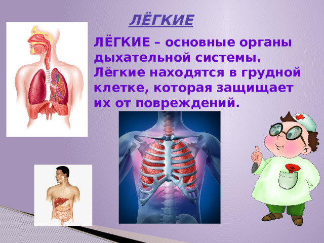 ЛЁГКИЕ  ЛЁГКИЕ – основные органы дыхательной системы. Лёгкие находятся в грудной клетке, которая защищает их от повреждений.