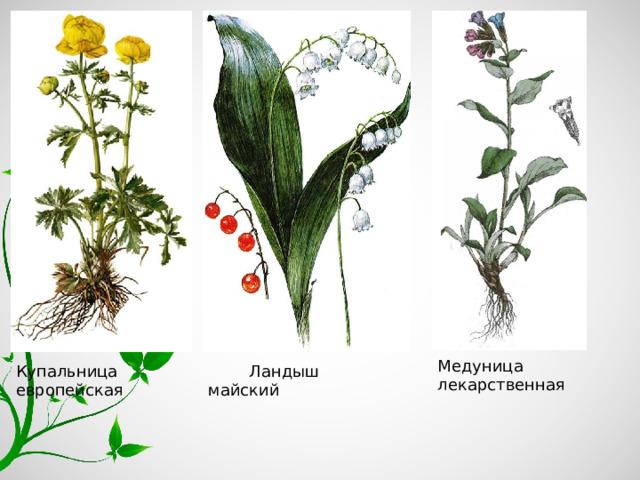 Медуница лекарственная Купальница европейская  Ландыш майский