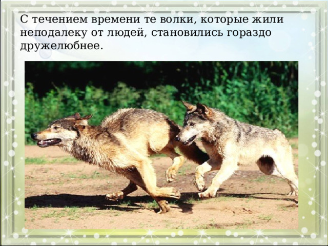 С течением времени те волки, которые жили неподалеку от людей, становились гораздо дружелюбнее.