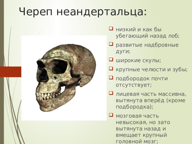 Череп неандертальца: