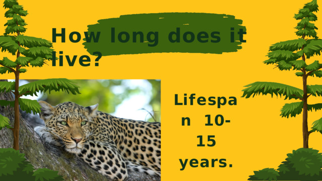 How  long  does  it  live? L i f e s p a n 10-15 years.