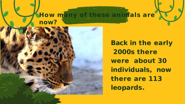 How  many  of  these  animals  are  now? Back in the early 2000s there were about 30  individuals, now there are 113 leopards.