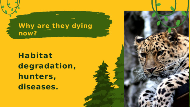 Why  are  they  dying  now? Habitat degradation, hunters,  diseases.
