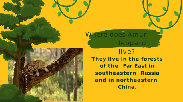 Where  does  Amur  leopard live? They  live  in  the  forests  of  the Far East in southeastern Russia and in northeastern China.