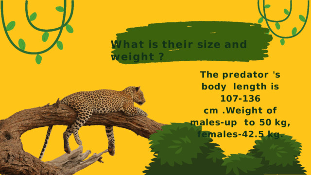 What  is  their  size  and  weight  ? The predator 's  body length is  107-136 cm .Weight of  males-up to 50  kg, females-42.5  kg.