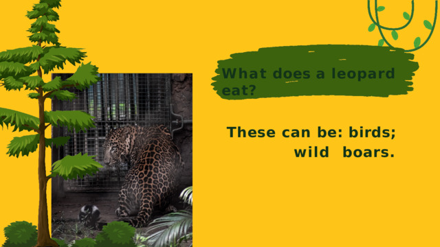 What  does  a  leopard  eat? These can be: birds;  wild boars.
